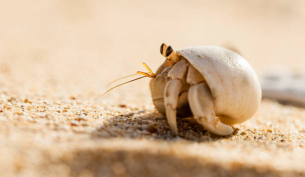 Hermit Crab stock photo