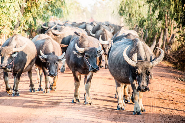 istock Thai Buffalo, Life' Machine of Farmer. 522146490