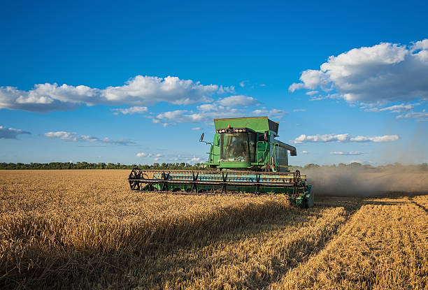 istock Harvesting combine in the field 522146596