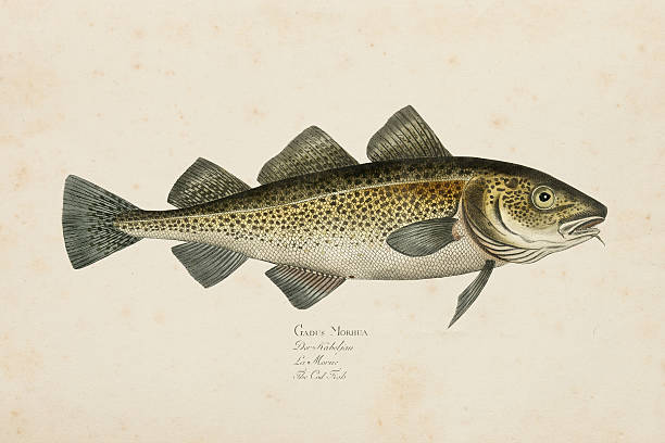 Engraving Atlantic cod fish from 1785 The Atlantic cod is a benthopelagic fish of the family Gadidae, widely consumed by humans. It is also commercially known as cod or codling. saltwater fish stock illustrations