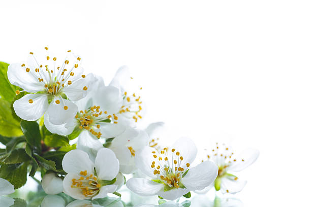 istock spring flowers of fruit trees 522147222