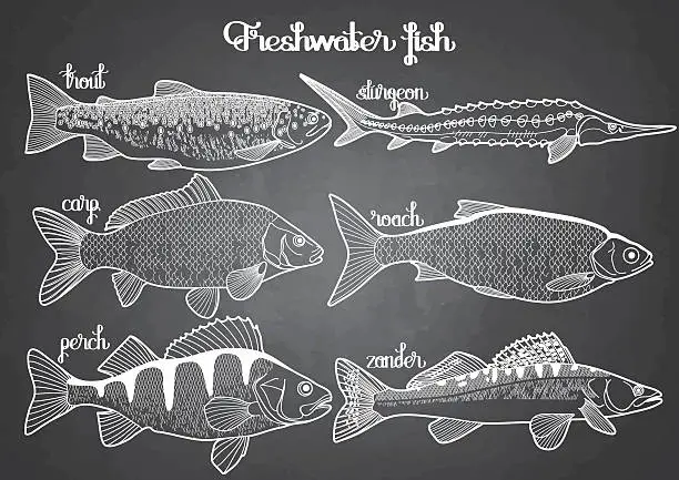 Vector illustration of Graphic freshwater fish collection