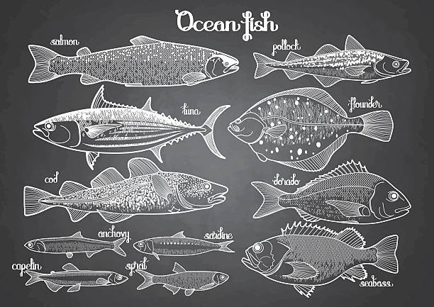 illustrazioni stock, clip art, cartoni animati e icone di tendenza di grafica collezione di pesci oceano - passera