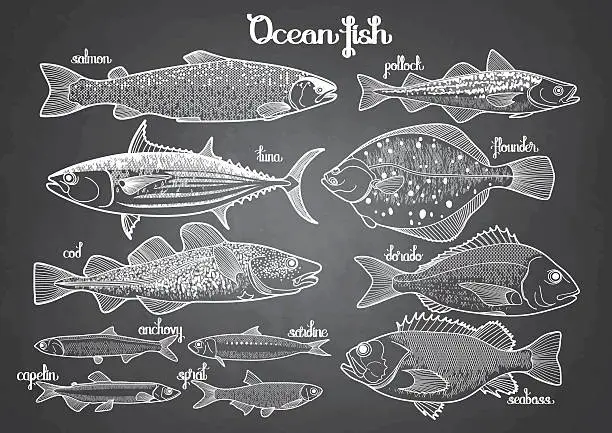 Vector illustration of Graphic ocean fish collection