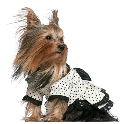 Yorkshire Terrier wearing black and white polka dot dress with hair in the wind, 3 years old, in front of white background