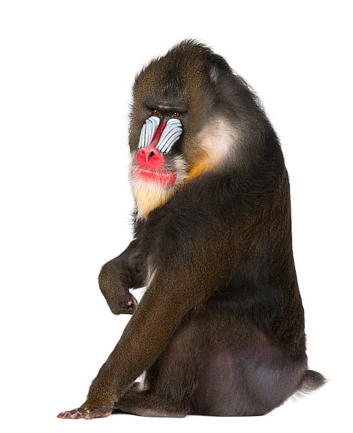 Mandrill sitting primate of the Old World monkey family Mandrill sitting, Mandrillus sphinx, 22 years old, primate of the Old World monkey family against white background mandrill stock pictures, royalty-free photos & images