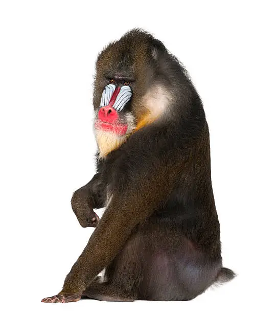 Mandrill sitting, Mandrillus sphinx, 22 years old, primate of the Old World monkey family against white background