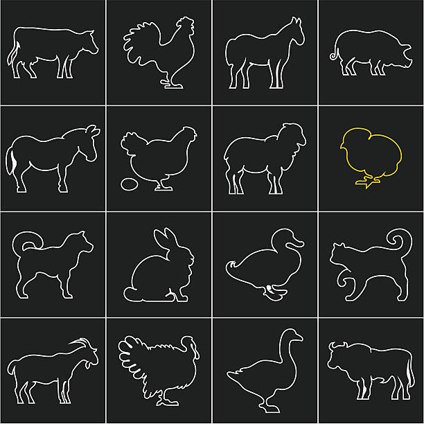 ilustrações de stock, clip art, desenhos animados e ícones de animais domésticos linear ícones definido em fundo preto - lamb young animal sheep livestock