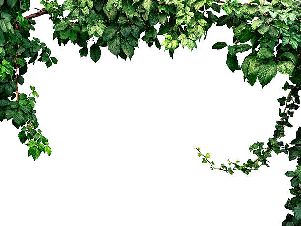 quadro de escalada planta, isolado no fundo branco - climbing ivy - fotografias e filmes do acervo