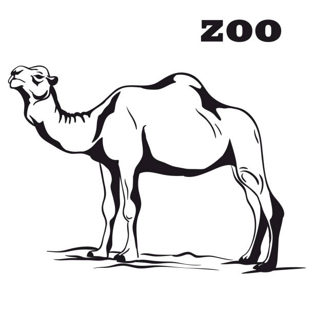 ilustrações, clipart, desenhos animados e ícones de preto camelo árabe - camel hump water wildlife