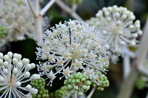 istock Fatsia japonica 522150290