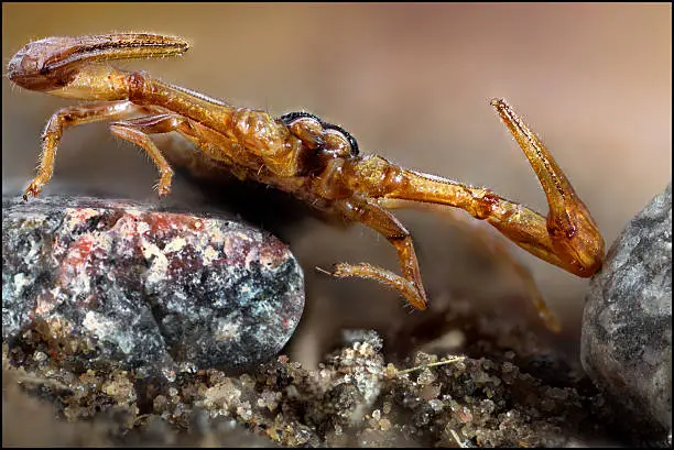 Head to head portrait of a scorpion creeping towards teh camera over small stones
