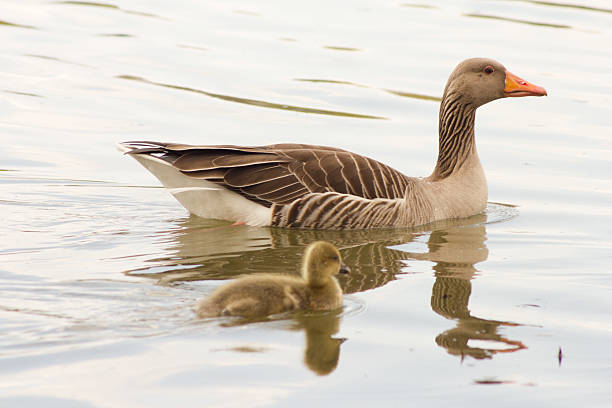 istock Greylag Geese (Anser Anser) with their offspring in Germany 522150660