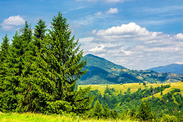 istock mountain coniferous forest in good  summer weather 522151272