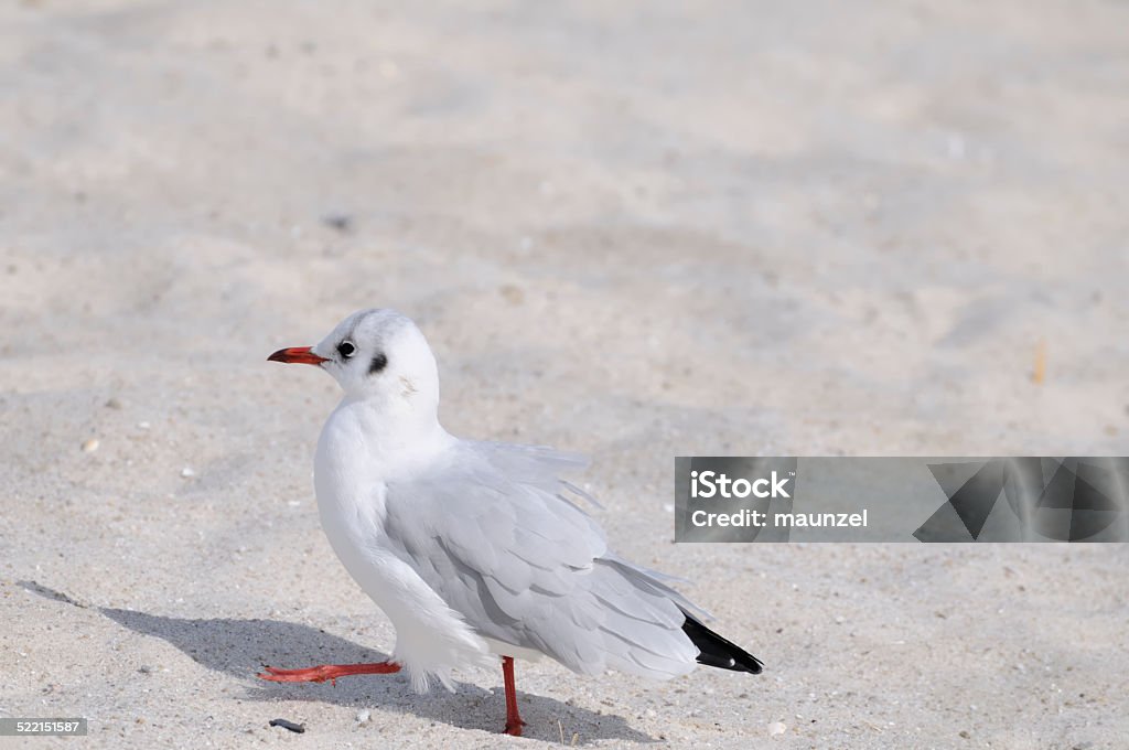 tern tern, seabird Arctic Tern Stock Photo