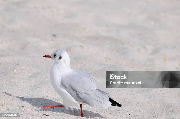 Tern Stock Photo - Download Image Now - Arctic Tern, Bird, Coastal Feature