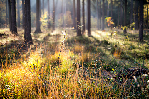 Late afternoon light in saxonian forest