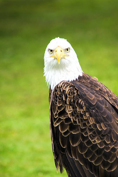 istock Bird of Prey 522152887
