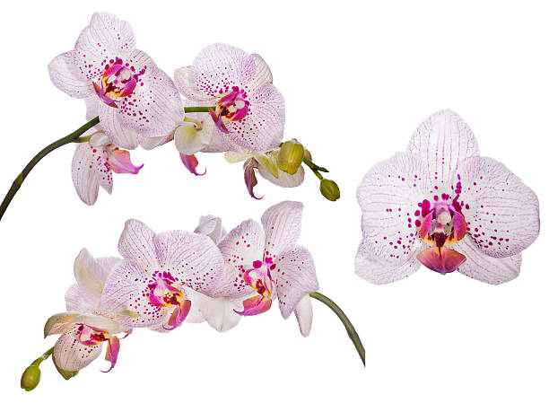 istock set of orchids with pink spots and lines 522153603