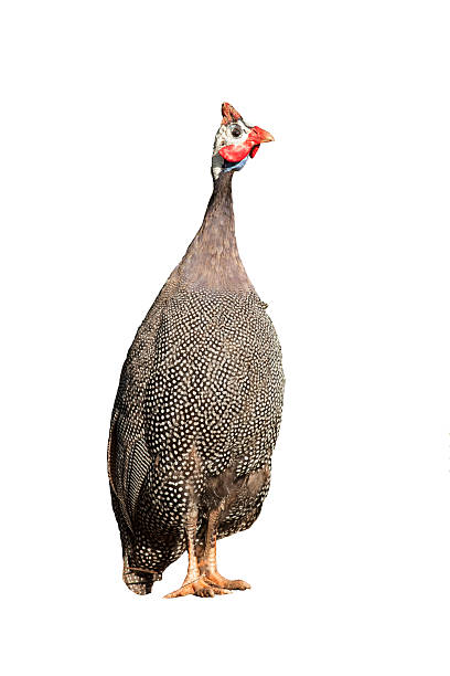 istock Helmeted Guineafowl on white background 522153657