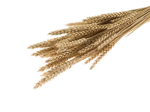 Photo of sheaves of grain on white background