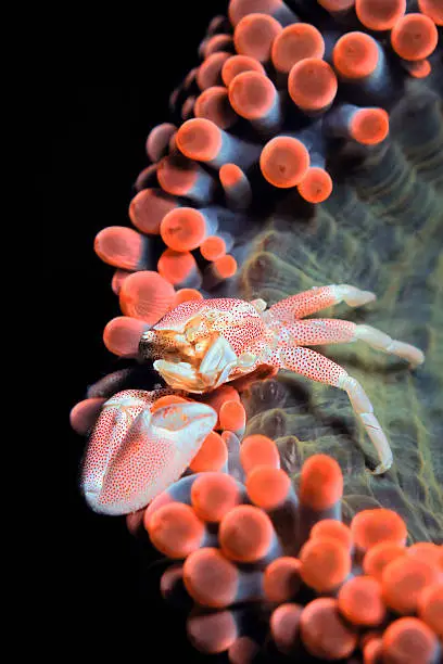 porcelain crab on anemone