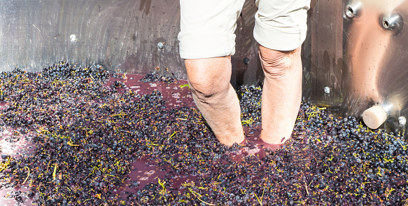 A woman mashes grapes in a vat at a California winery.