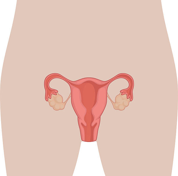 istock Human Body Anatomy - Female Reproduction Organ 522155225