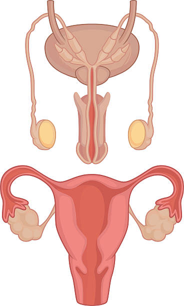 Human Body Anatomy - Testicles & Uterus A vector image of human reproduction organ, testicles and uterus. This vector is very good for design that need health or anatomy element. phallic object stock illustrations