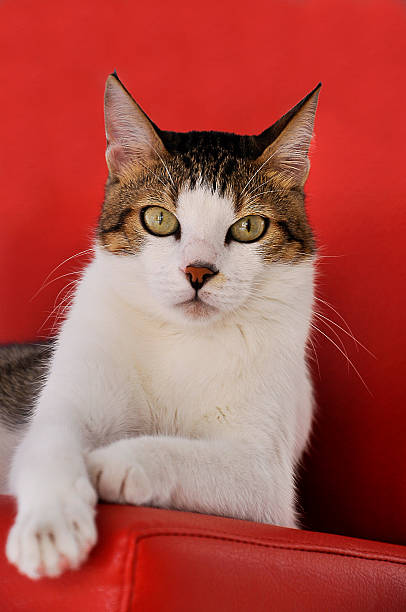 istock adult tabby cat is lookig 522165687