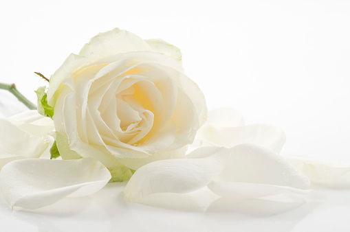 White rose with petals close-up over white background