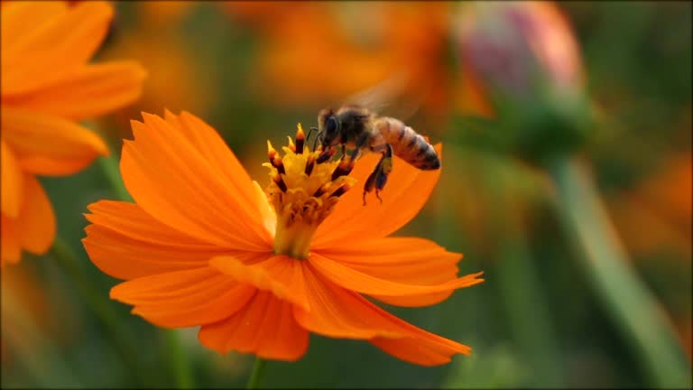 Bee landing on flower slow motion.