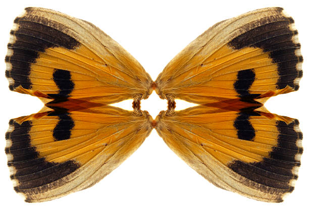 Art of Butterfly's wing