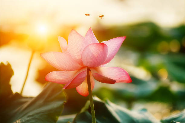istock lotus flower blossom 522167075