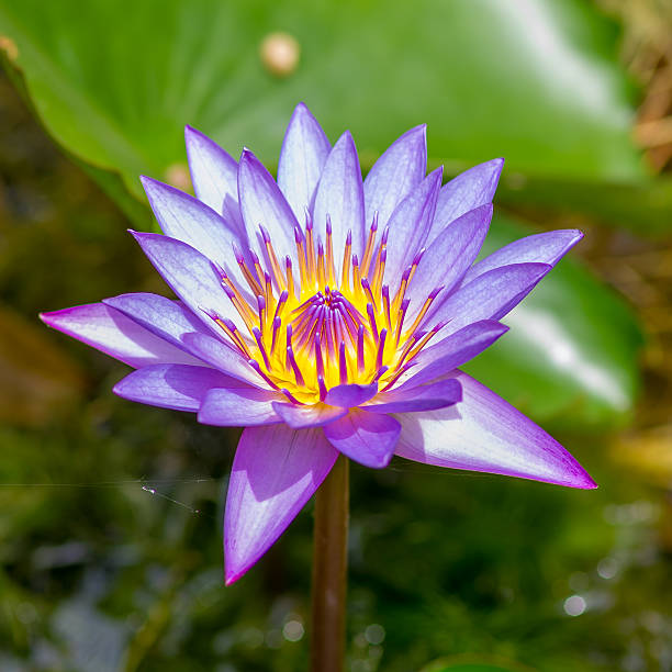 istock Purple water lilies 522167703