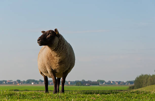 istock Black headed sheep posing in the early morning sun 522168701