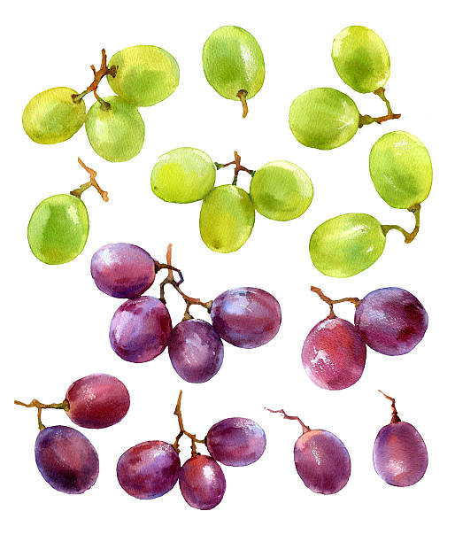 illustrazioni stock, clip art, cartoni animati e icone di tendenza di set di acquerello uva - red grape