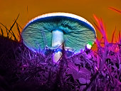 Hallucinogen mushroom