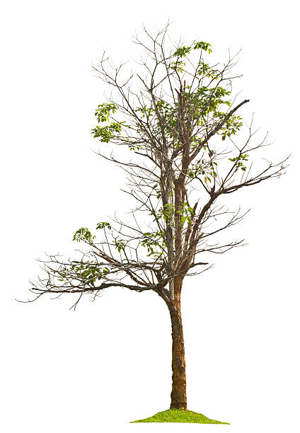 istock Tropical rain forest tree in south east asia 522169261