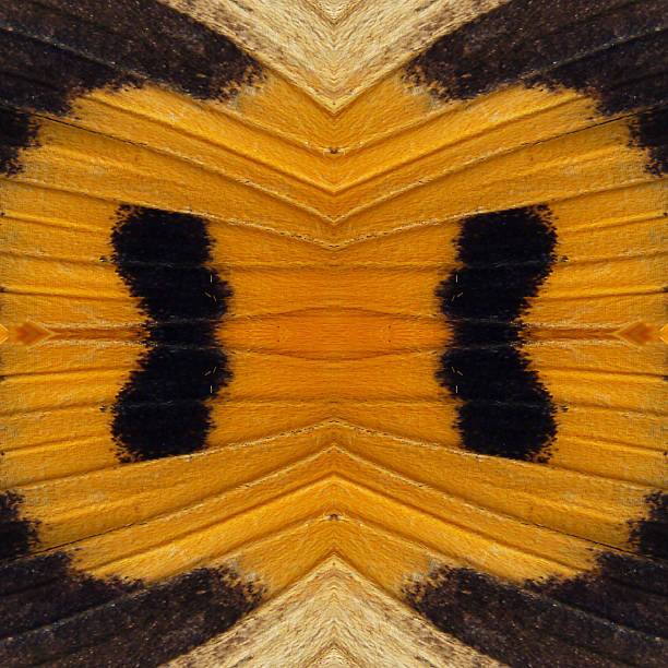 istock Art of Butterfly's wing 522169317