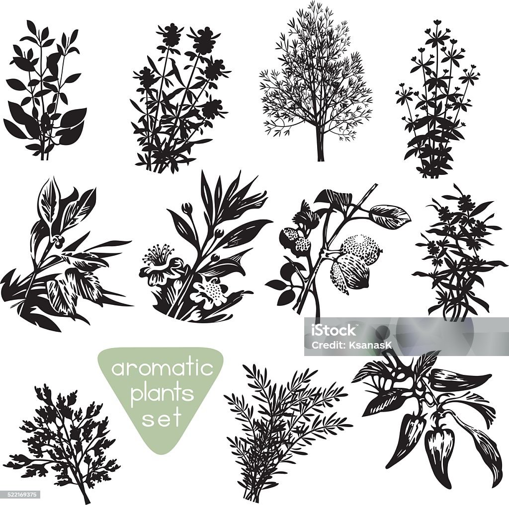 Aromatic Herbs Hand Drawn Silhouettes Set of different aromatic plants silhouettes. Various aromatic herbs drawings. Black design elements isolated on white background. Vector file is EPS8. In Silhouette stock vector