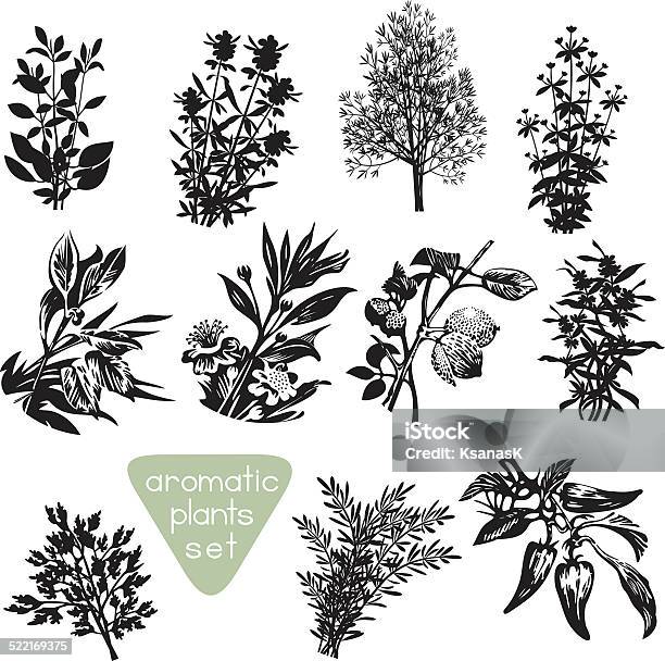 Aromatic Herbs Hand Drawn Silhouettes Stock Illustration - Download Image Now - In Silhouette, Plant, Flower