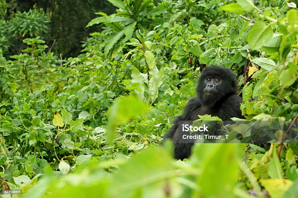 Young Mountain Gorilla Young mountain gorilla in Rwanda Gorilla Stock Photo