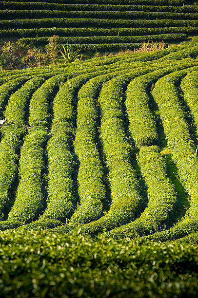 istock Green tea plantation in Asia 522170551