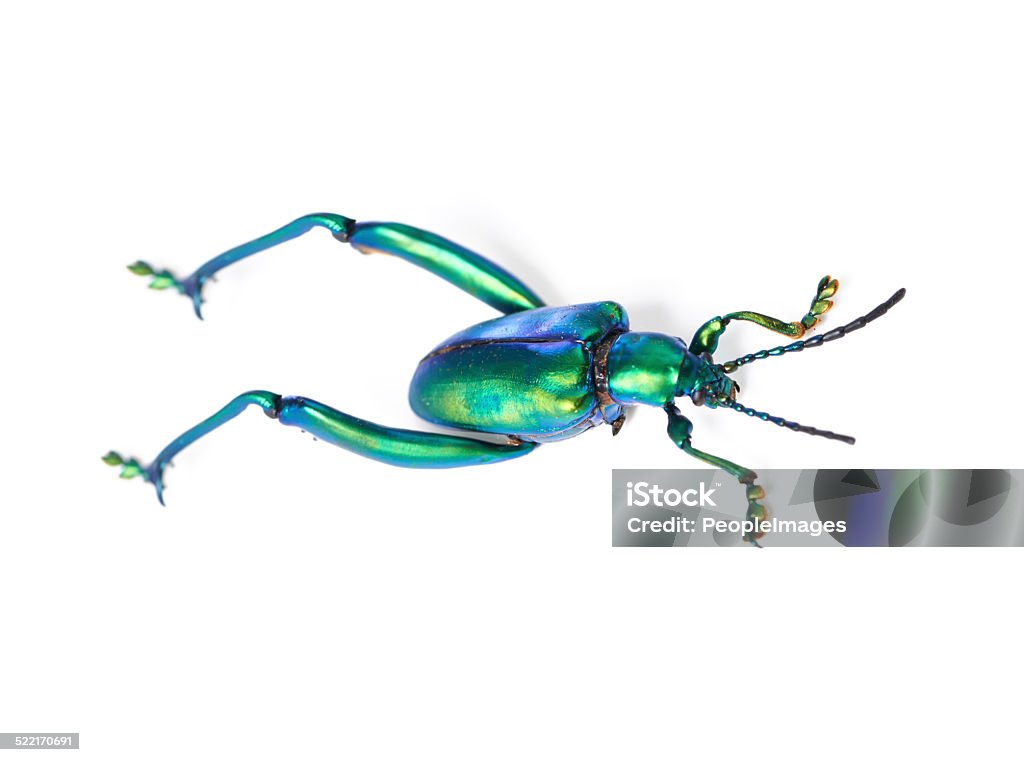 Legs for leaping Closeup shot of beetle Grasshopper Stock Photo