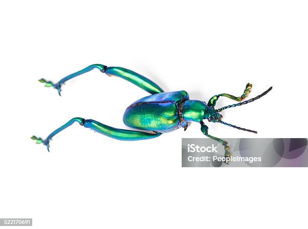 Legs For Leaping Stock Photo - Download Image Now - Grasshopper, Multi Colored, Specimen Holder