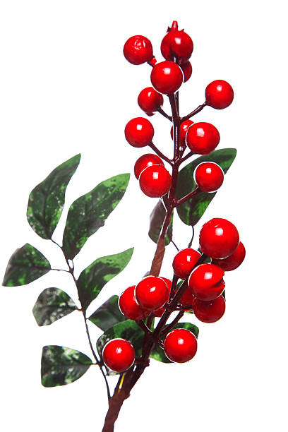 istock Christmas holly and berry 522172013