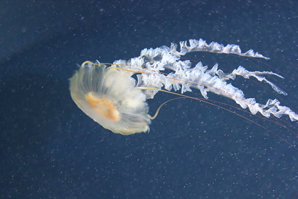 istock Jellyfish in the sea 522172113