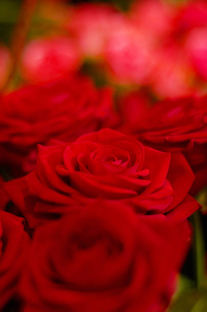 Shot of a bunch of roses