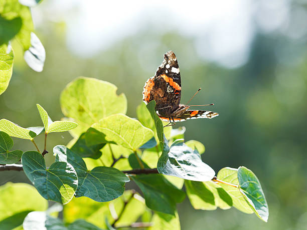istock red admiral butterfly on green leaves 522183385